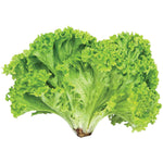ALFACE CRESPA UN