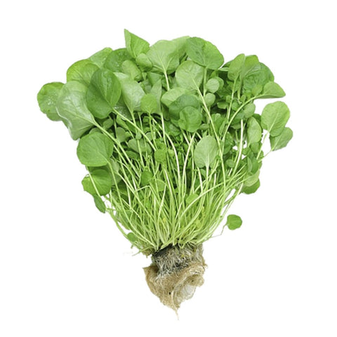 AGRIAO HIDROPONICO UN