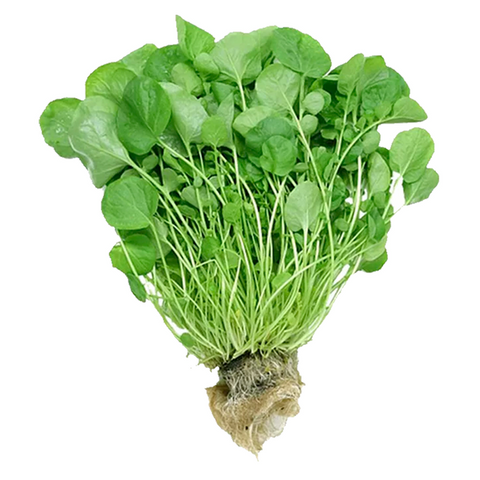 AGRIAO UN