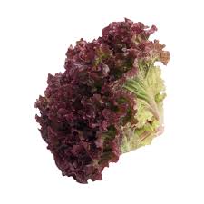 ALFACE ROXA HIDROPONICA un