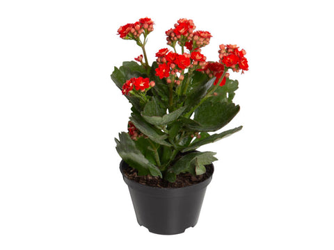 VASO PLANTA ORNAMENTAL P11