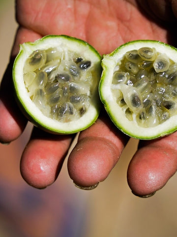 CENOURA BETERRABA AGRO SERRA BD 250