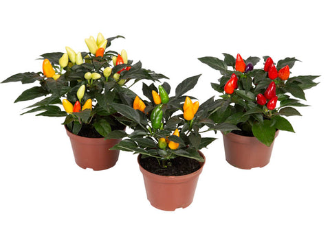 VASO PLANTA ORNAMENTAL P11