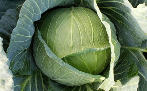 REPOLHO VERDE AGRO SERRA FATIADO BD