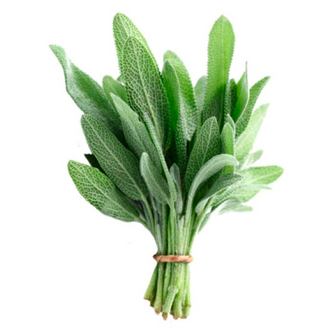SALVIA UN